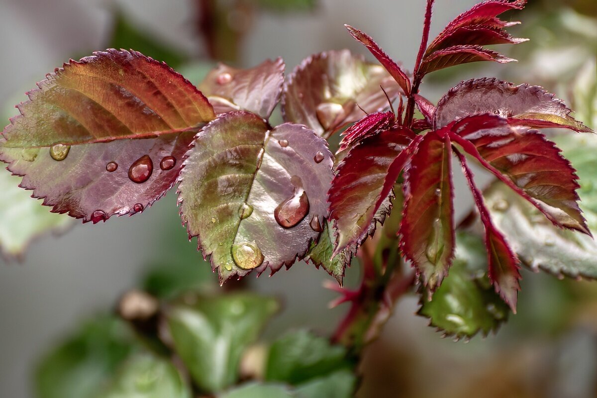 Роза распускает листву - Игорь Сикорский