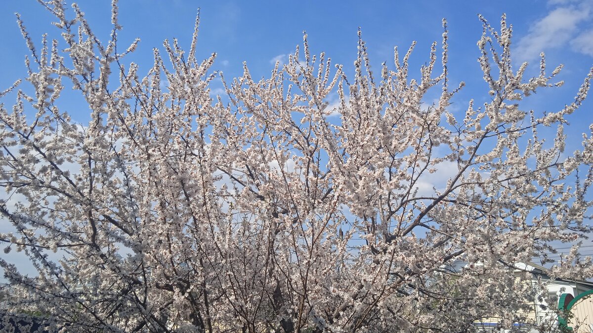 Прошлогодний апрель был куда веселей - Елена Шаламова Прошлогодний апрель был куда веселей - Елена Шаламова