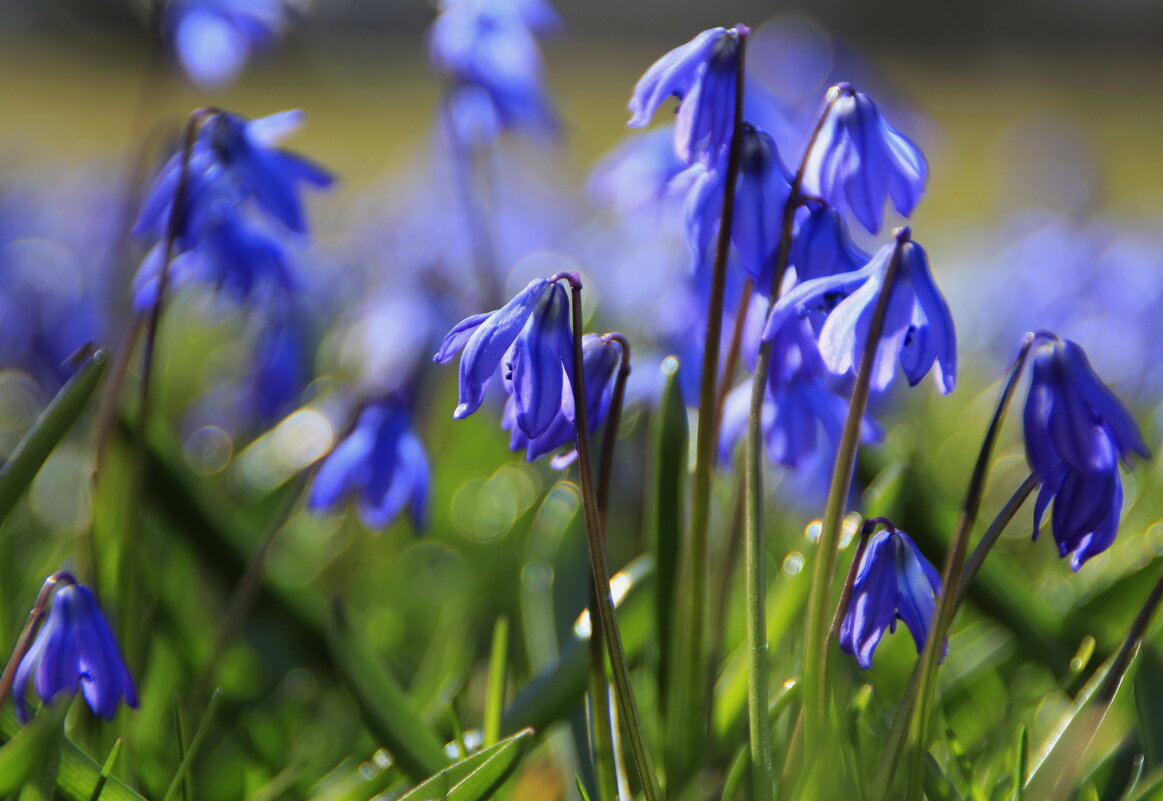 Проснутся, как прежде, в апреле .. - Татьян@ Ивановна