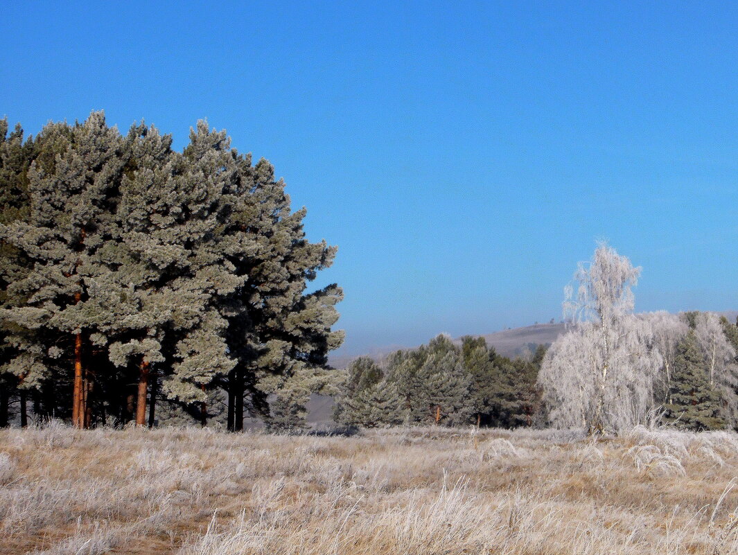 Поздняя осень.Поседевшая. - nadyasilyuk Вознюк Поздняя осень.Поседевшая. - nadyasilyuk Вознюк