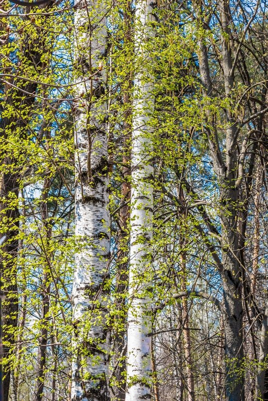 Прекрасные мгновения весны ... - Ravile 