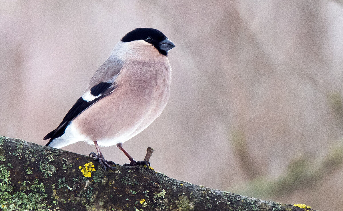 Снегирь - Владимир Безбородов