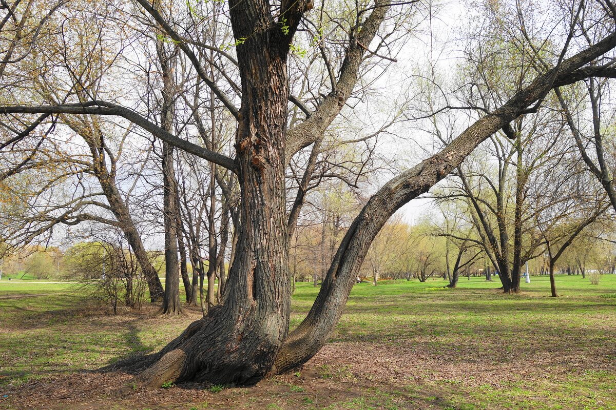 Апрельские зарисовки - Рита Симонова