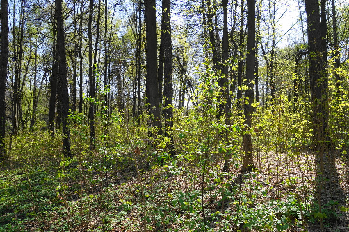 Апрельские зарисовки - Рита Симонова