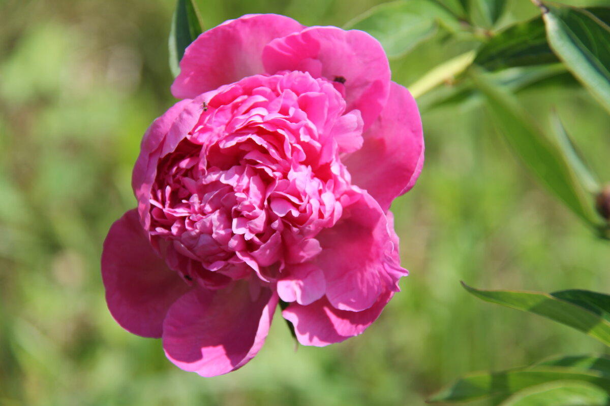 ПИОНЫ - СИМВОЛЫ НАСТУПИВШЕГО ЛЕТА... - Валентина 