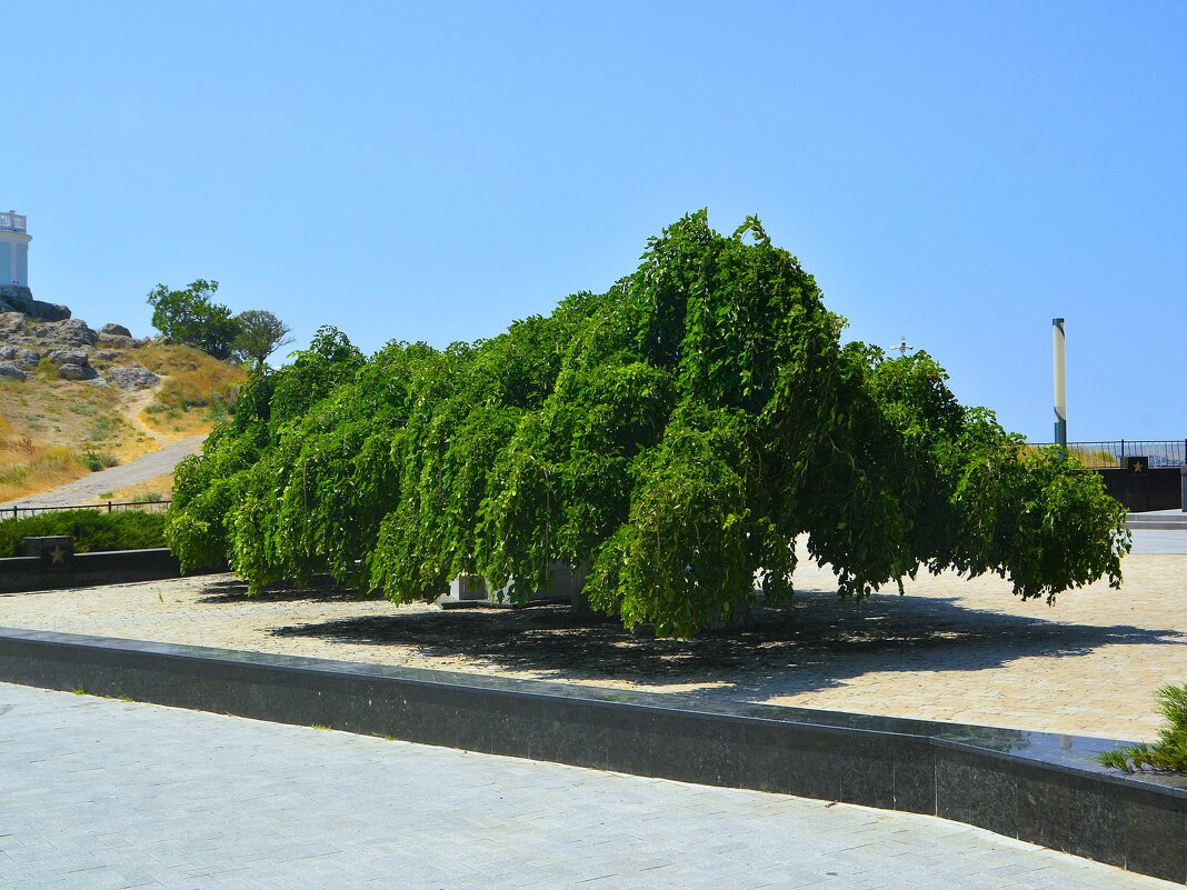 Керчь. Шелковица плакучая на мемориальном комплексе «Обелиск Славы». - Пётр Чернега Керчь. Шелковица плакучая на мемориальном комплексе «Обелиск Славы». - Пётр Чернега