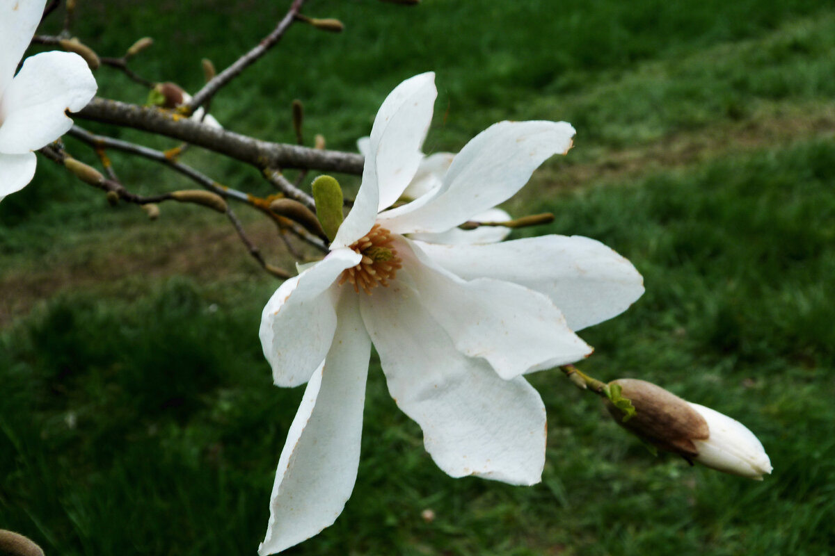 Магнолия  кобус - Валентин Семчишин