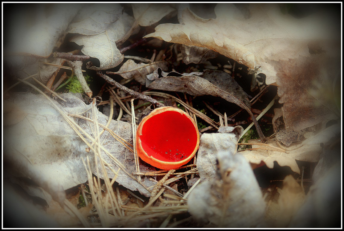 Саркосцифа - Aleksandr Gal