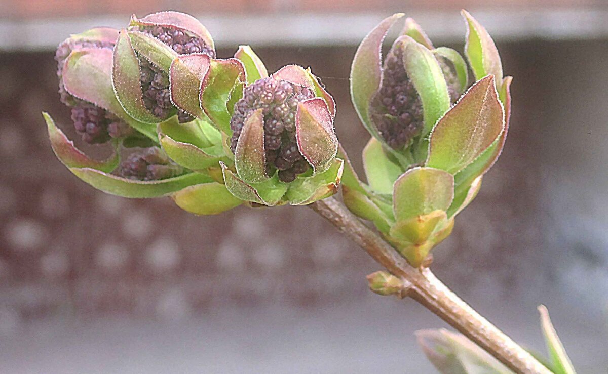 Скоро будет сирень - Елена Семигина