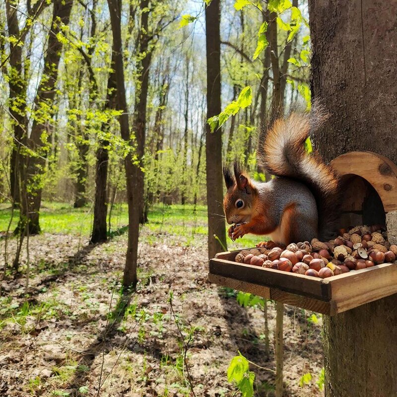 В весеннем лесу - Ольга 