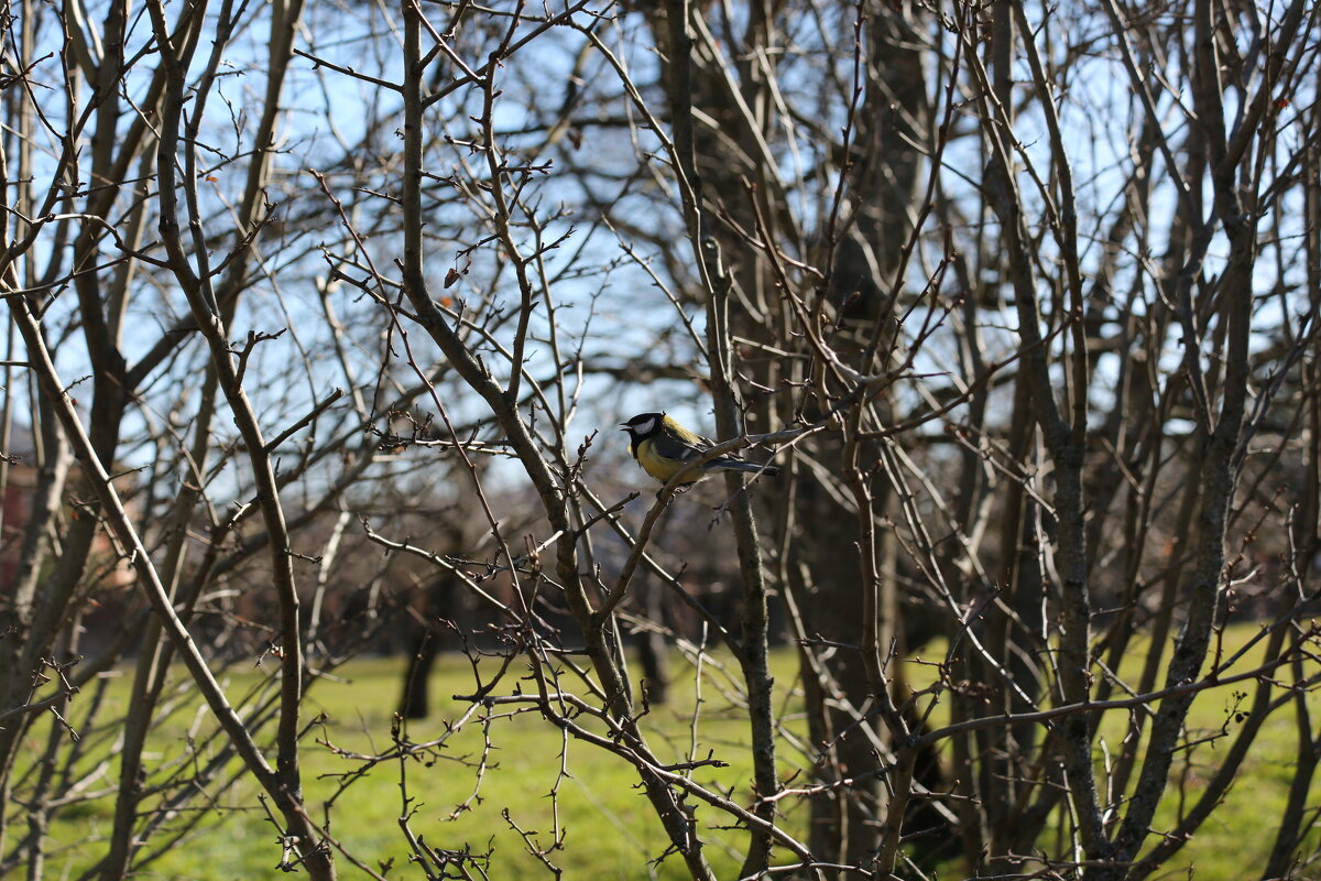 Весенние пение - Танзиля Завьялова Весенние пение - Танзиля Завьялова