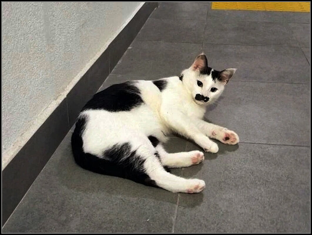 Ёрик - Ольга Довженко Ёрик - Ольга Довженко