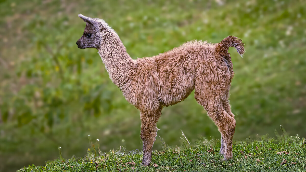 Гуанако - Aleksey Afonin