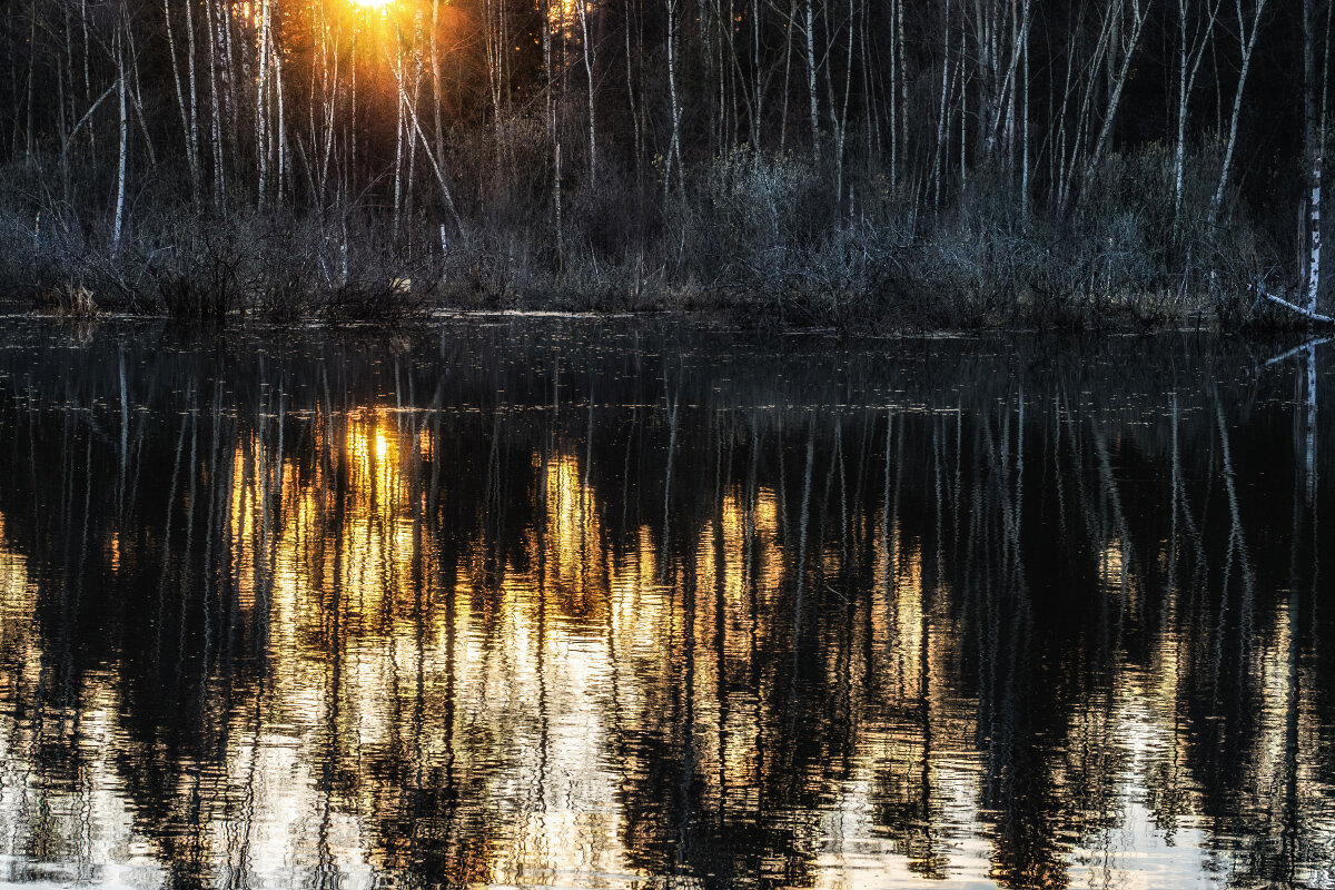 Любимое болото - Владимир 