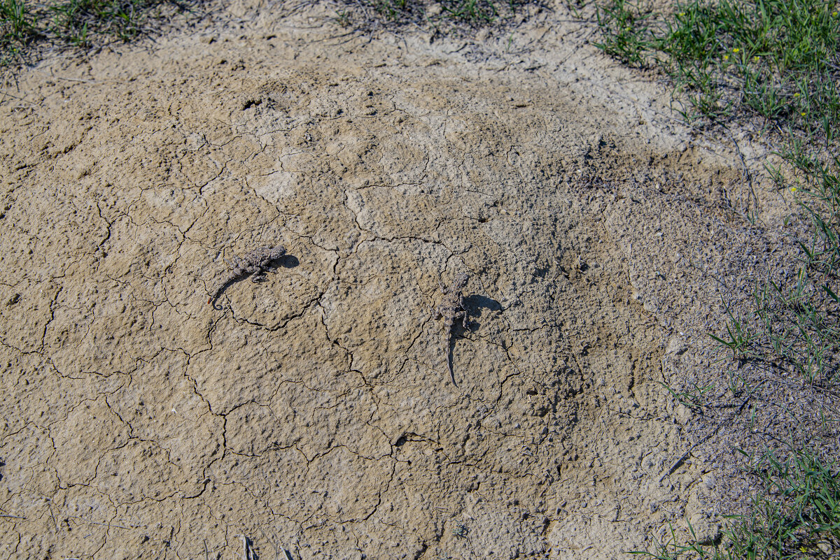 Парочка - Анатолий Чикчирный