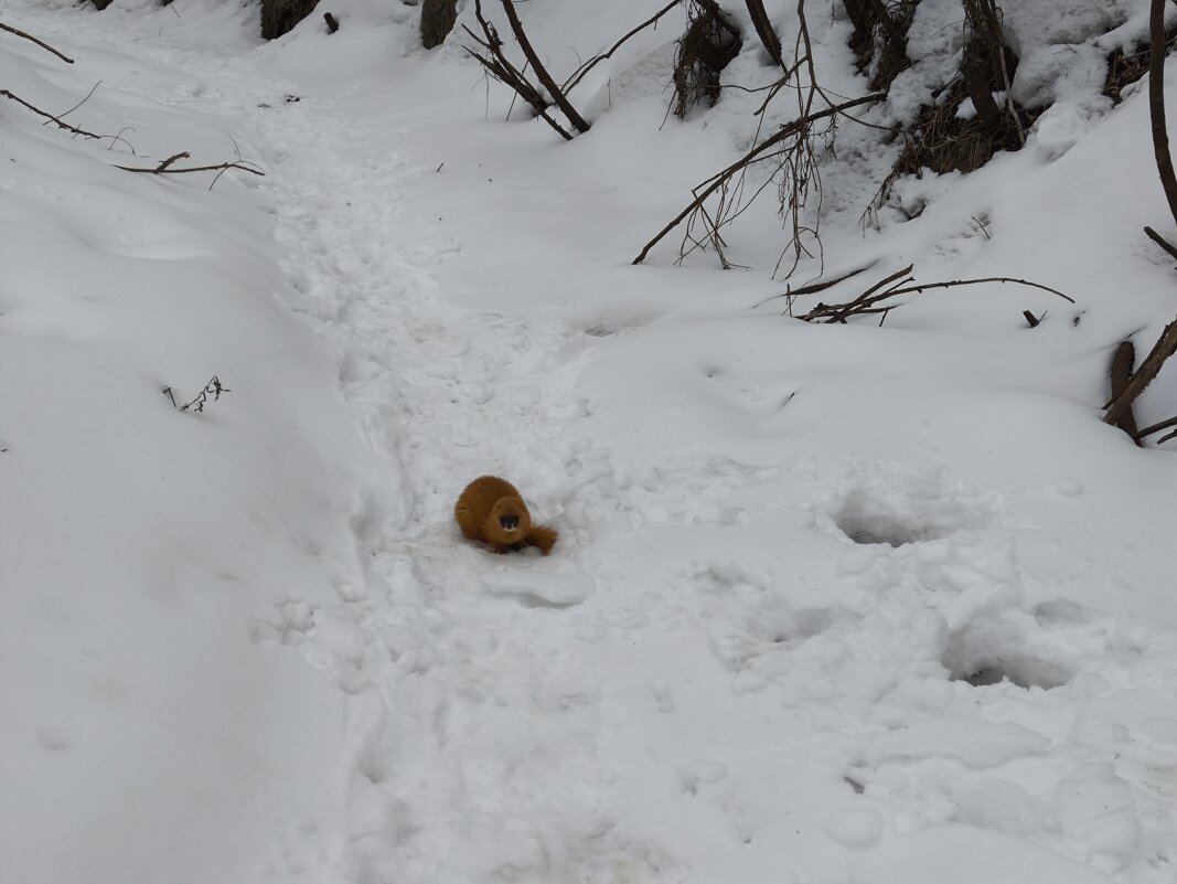 Колонок - Anna Ivanova