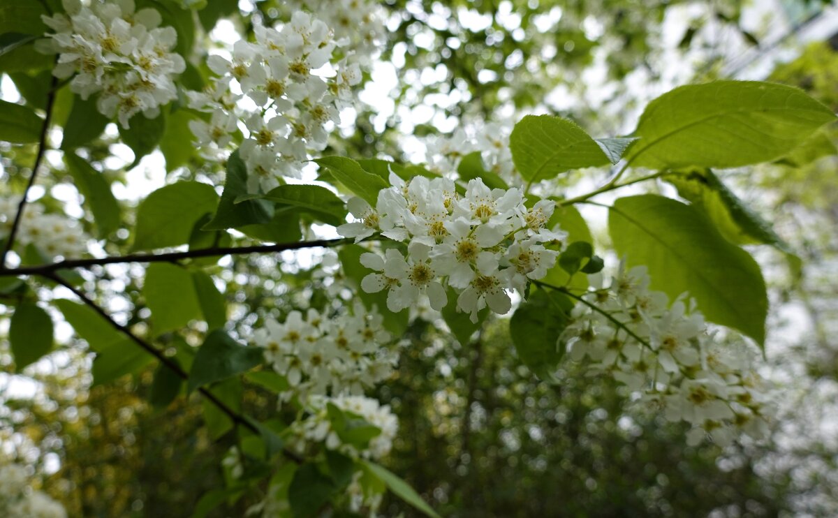 Зацвела черёмуха... - Галина 
