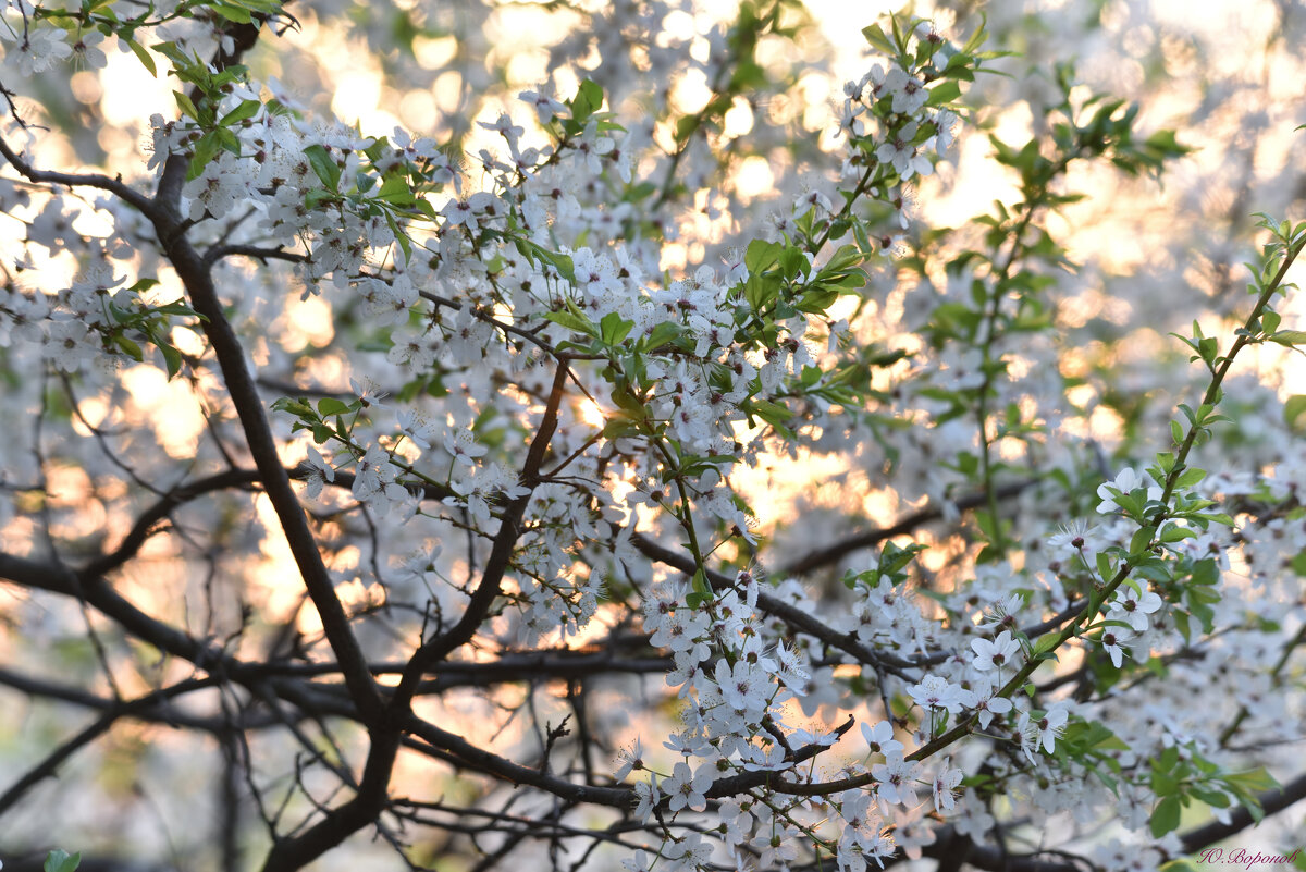 Тихим весенним вечером - Юрий Воронов Тихим весенним вечером - Юрий Воронов