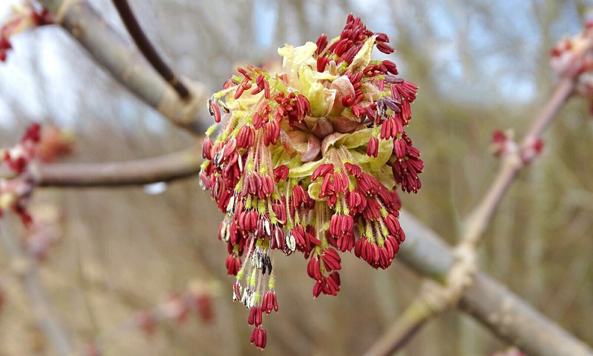 Картинка весны - Милешкин Владимир Алексеевич 