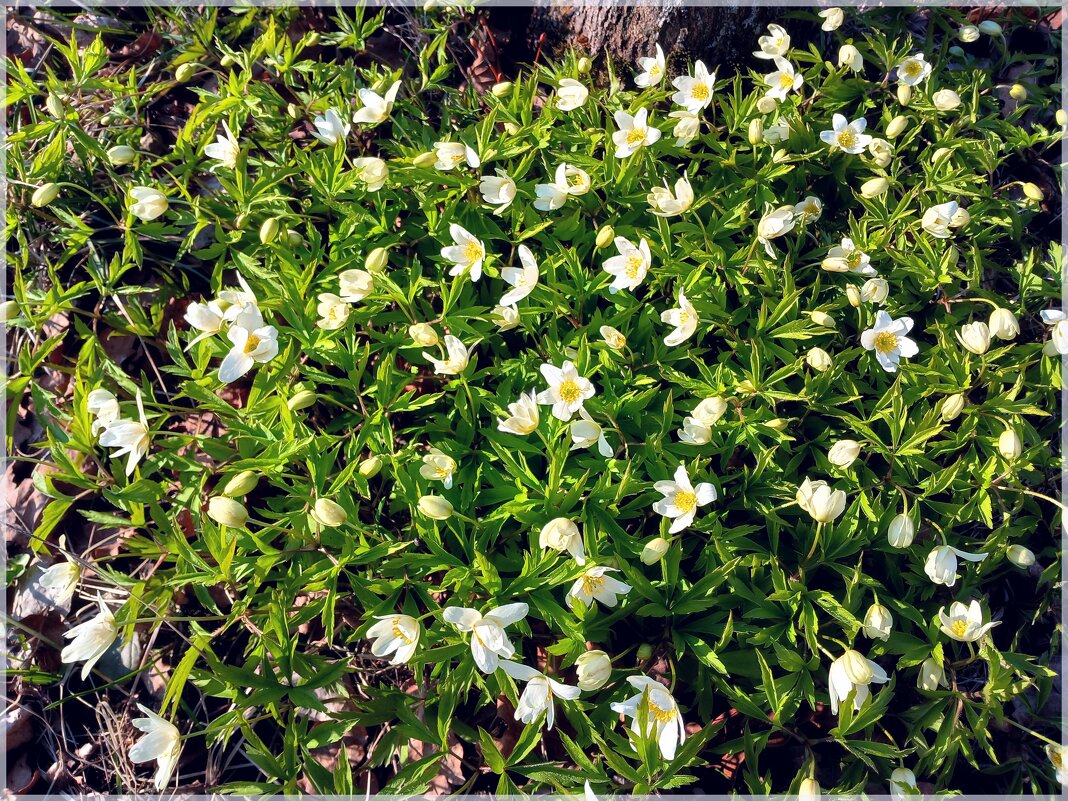 Уже и ветреница появилась! - Лия ☼ Уже и ветреница появилась! - Лия ☼