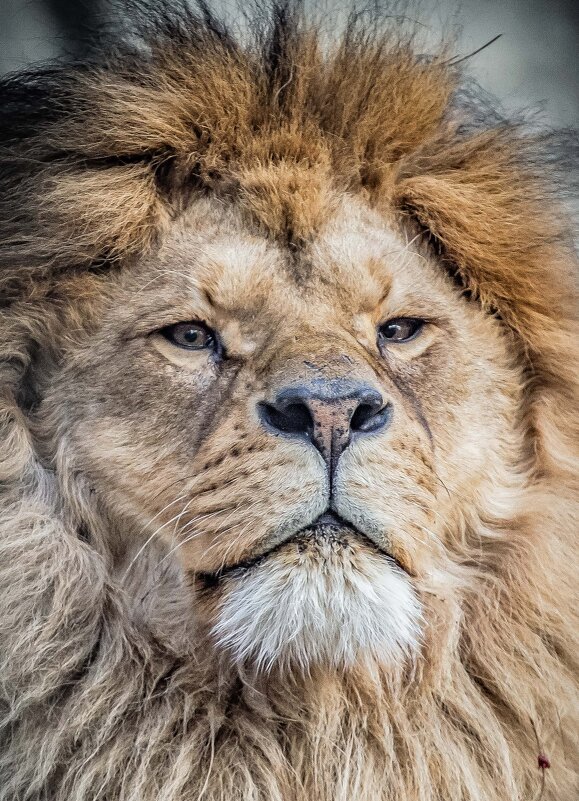 РИЧАРД - Аркадий Лаптенко