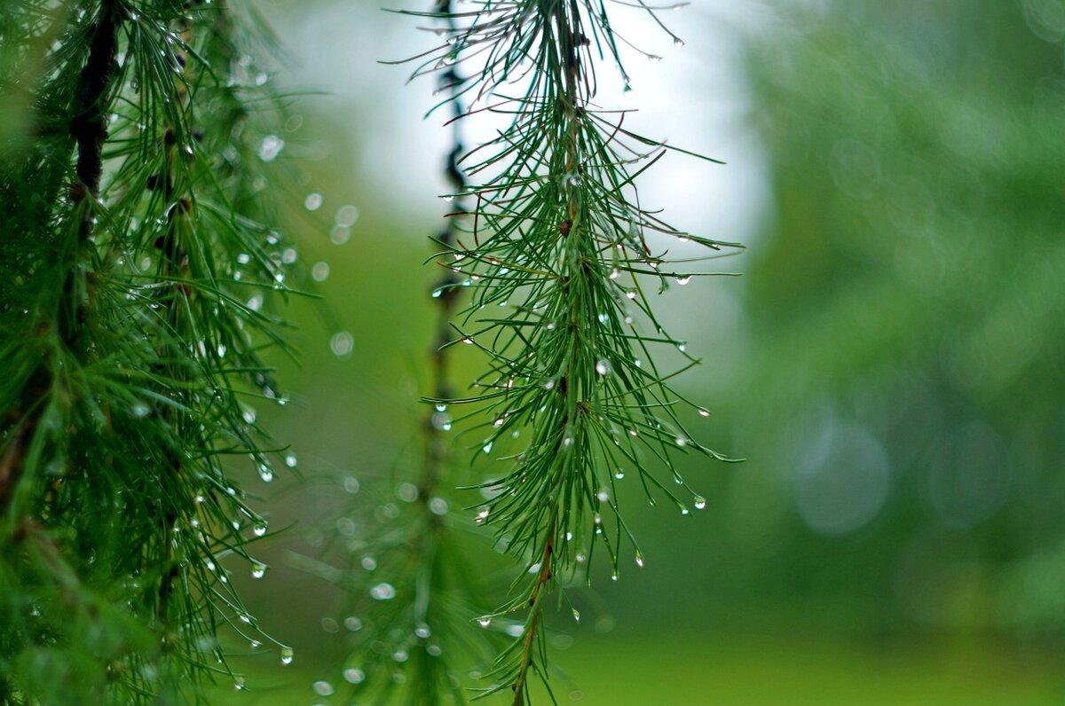 После дождя. - Михаил К