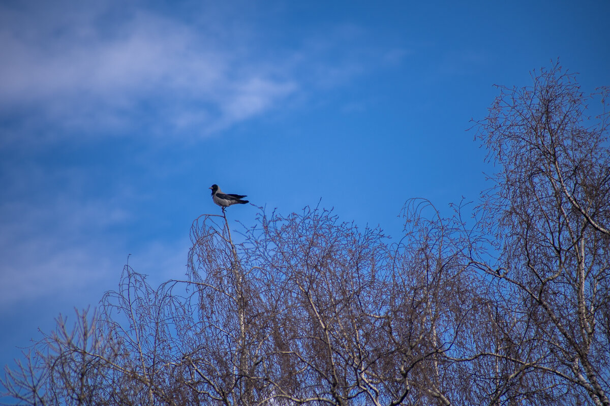 вАрон - Константин Сафронов
