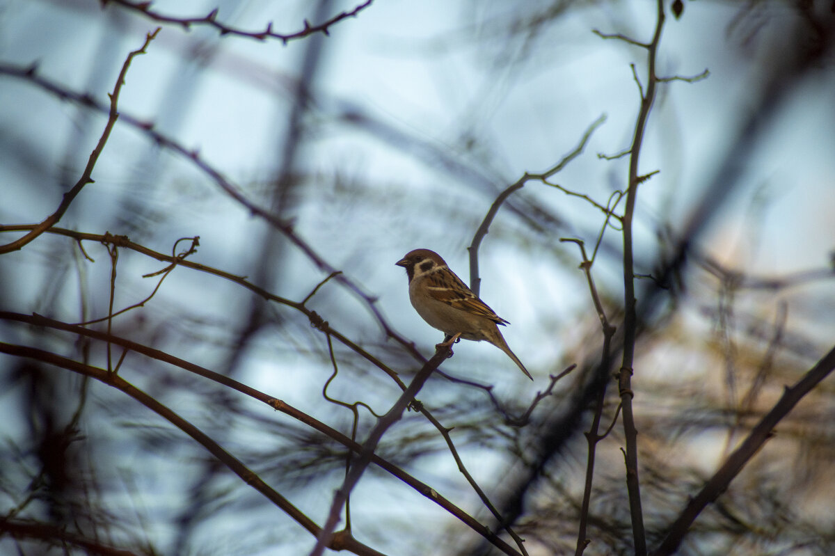 ворабей - Константин Сафронов