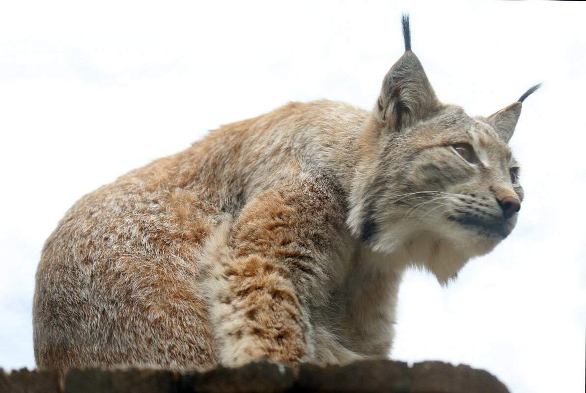 рысь - Михаил Бибичков рысь - Михаил Бибичков