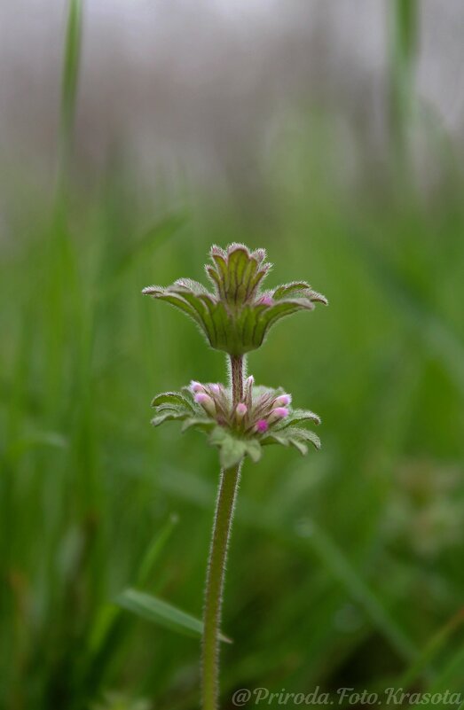 Яснотка - Tina Kott