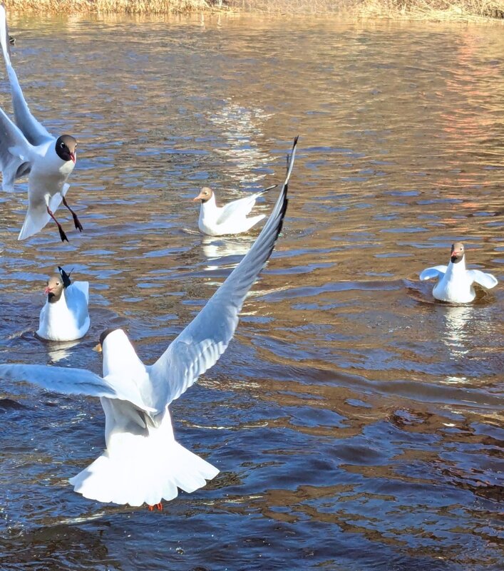 О! Какая встреча! - liudmila drake