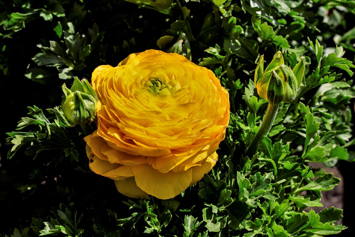 лютик) - Осень 