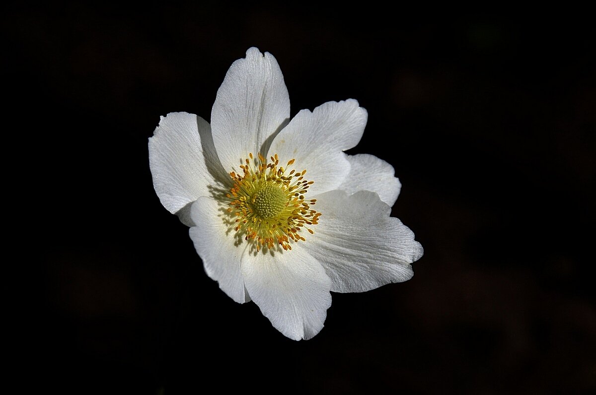 Ветреница - Aleksandr .