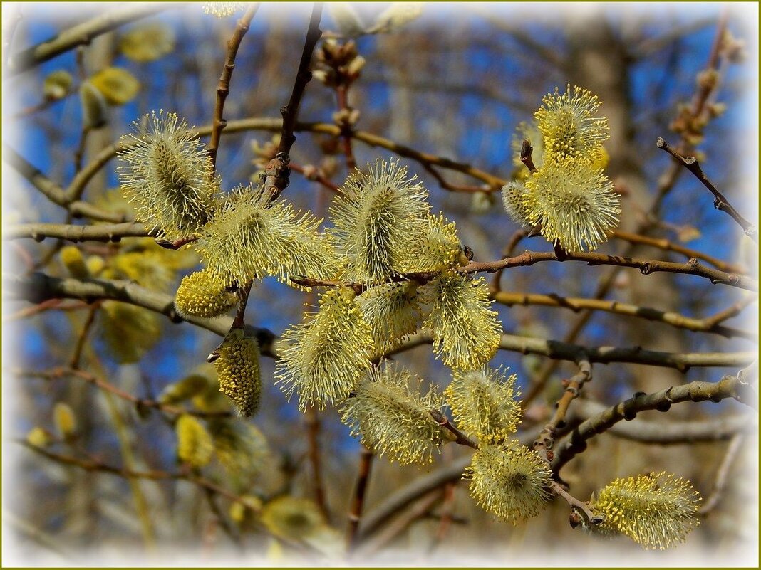 Весенняя зарисовка апреля ... - Валентина Надсон