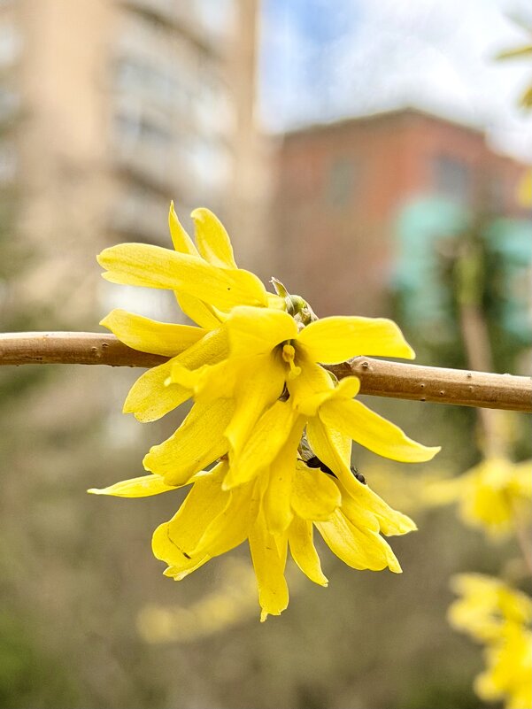 Весна в жёлтом. - Pippa 