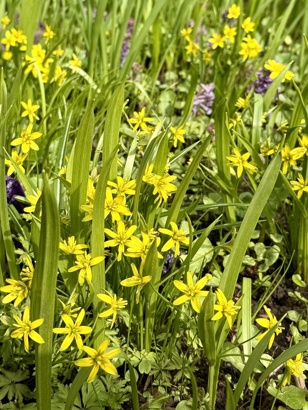 Весна в жёлтом. - Pippa Весна в жёлтом. - Pippa