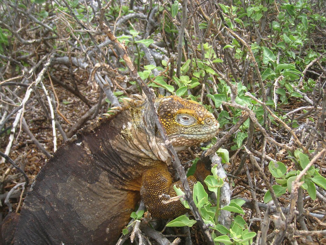 А глаз, как у орла! - unix (Илья Утропов) А глаз, как у орла! - unix (Илья Утропов)