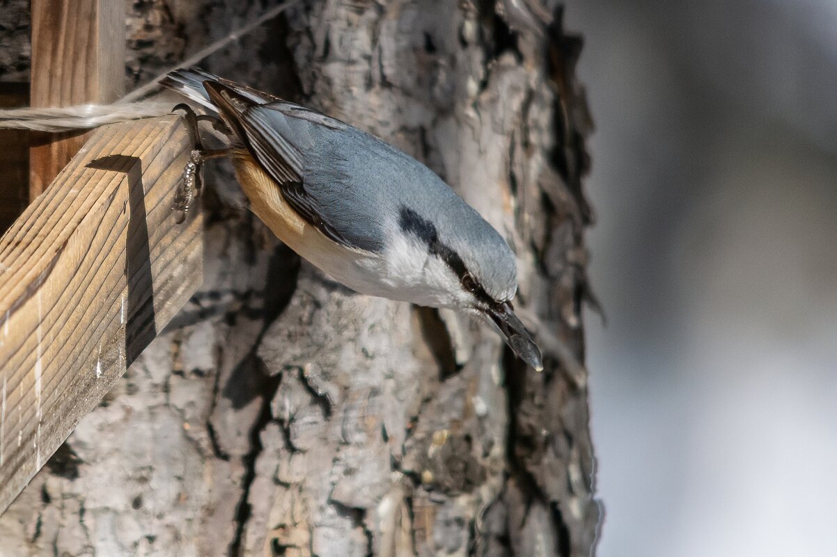Поползень - Виктор Иванович Чернюк
