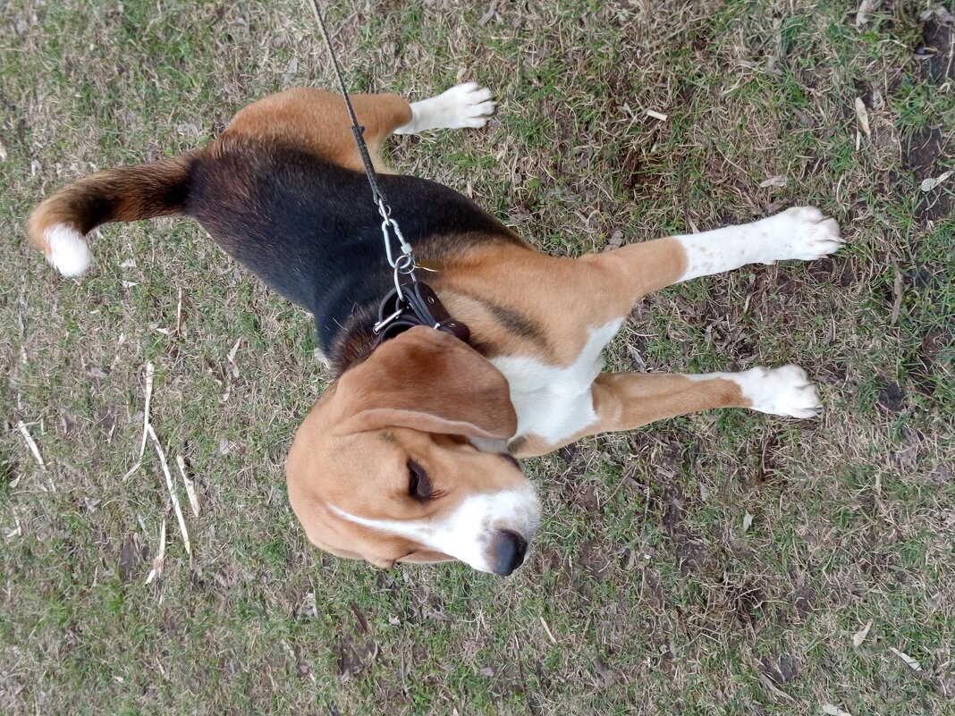 Друг человека - Андрей Лукьянов