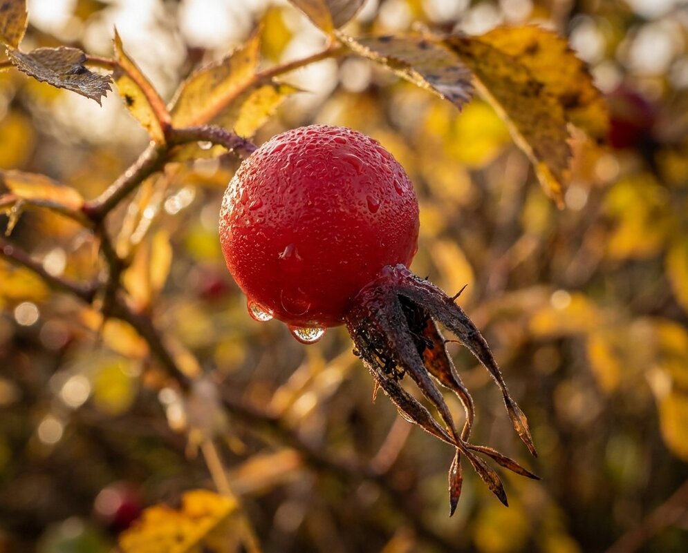 Ягода шиповника - Лилия 