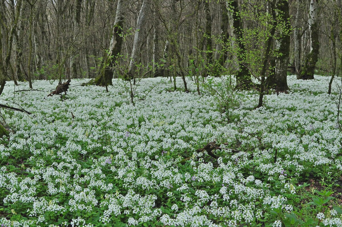 Весна - Vladimir Lisunov