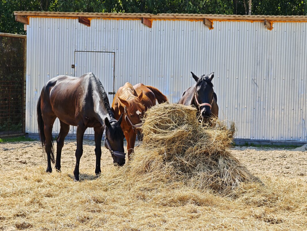 Лошадки - Александр 