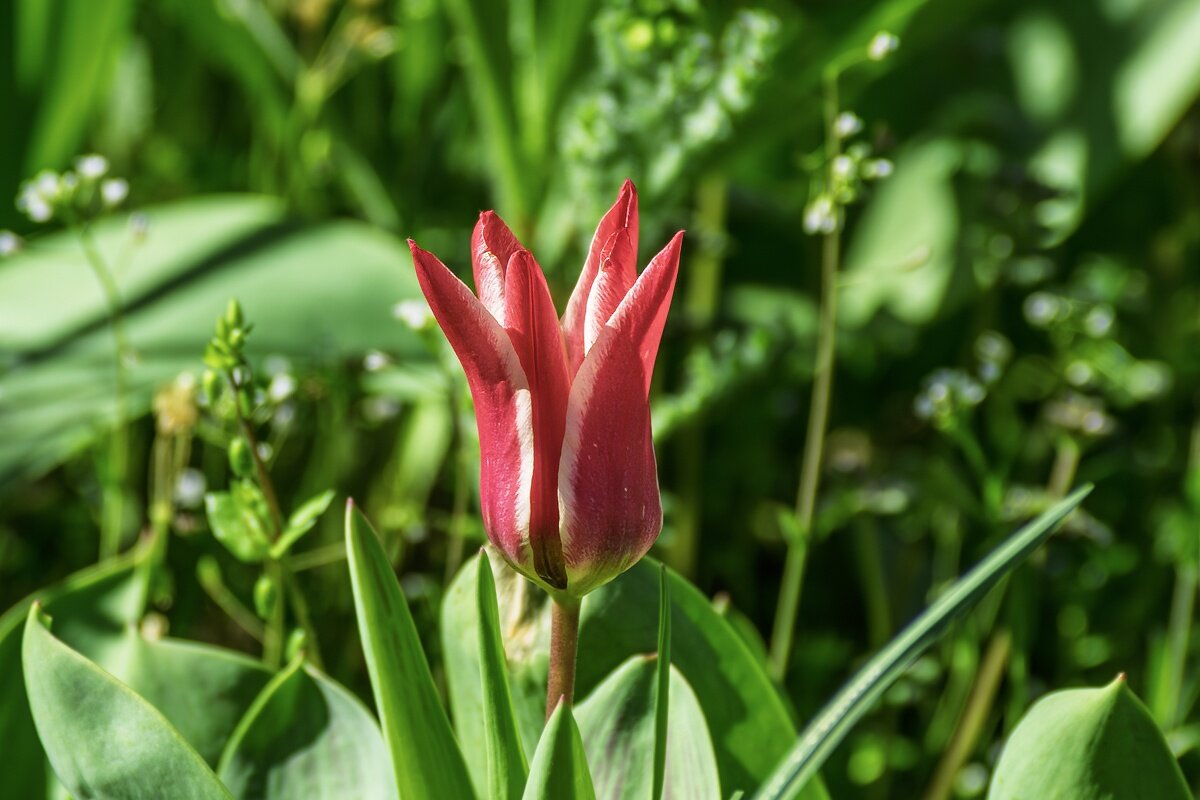 Тюльпан - Игорь Сикорский