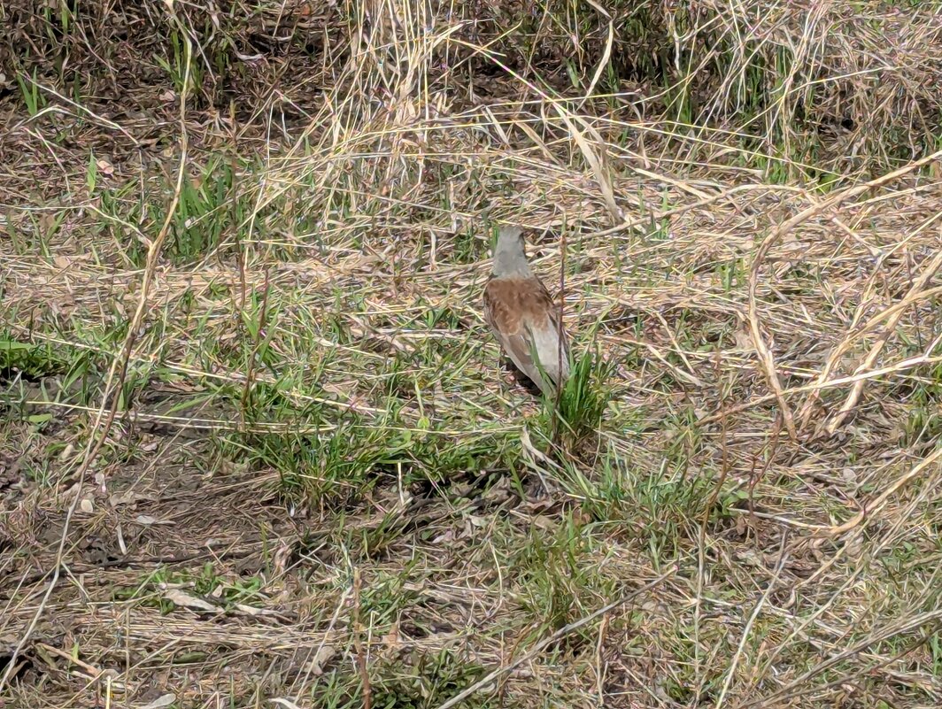 Весна - Андрей Хлопонин