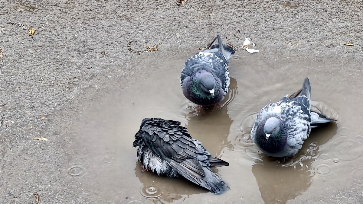 Купание голубей - Мариша Тим