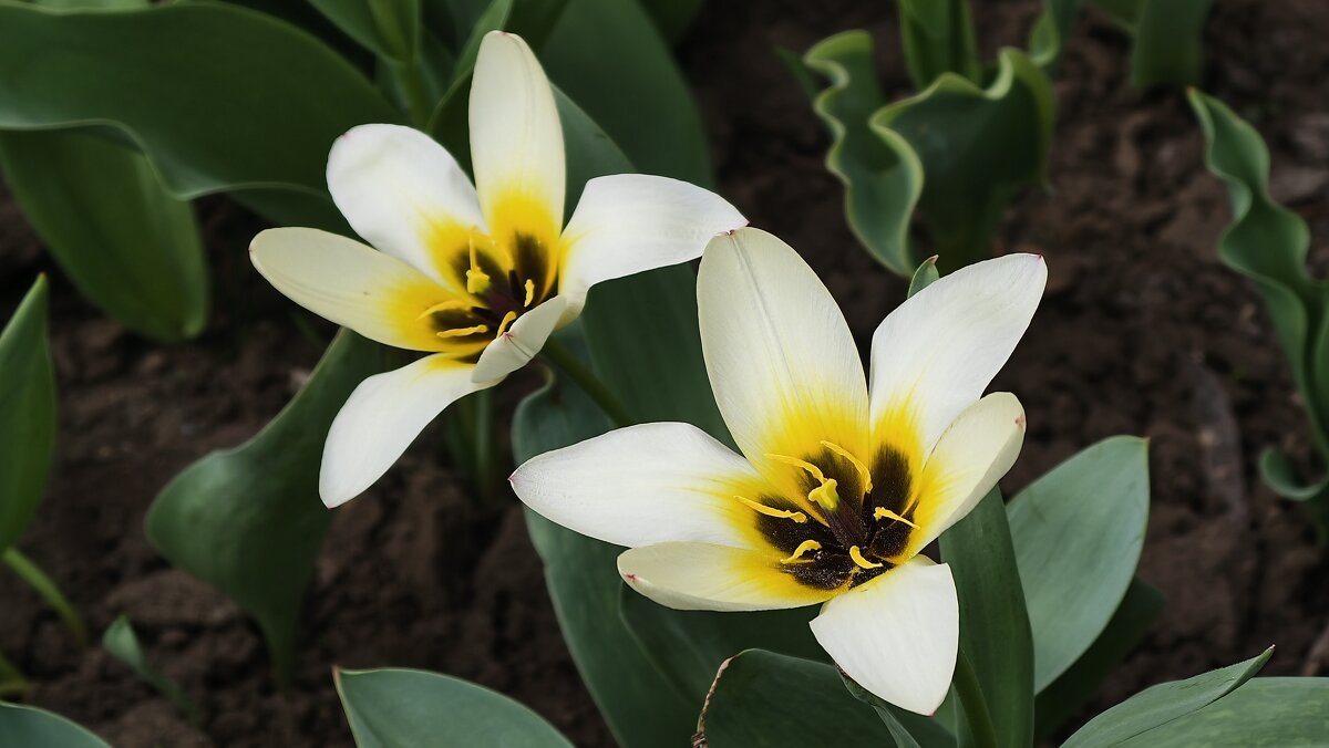 Цветение тюльпанов - Мариша Тим