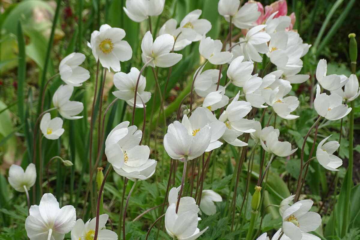 Легкость в цветах - Anna-Sabina Anna-Sabina Легкость в цветах - Anna-Sabina Anna-Sabina