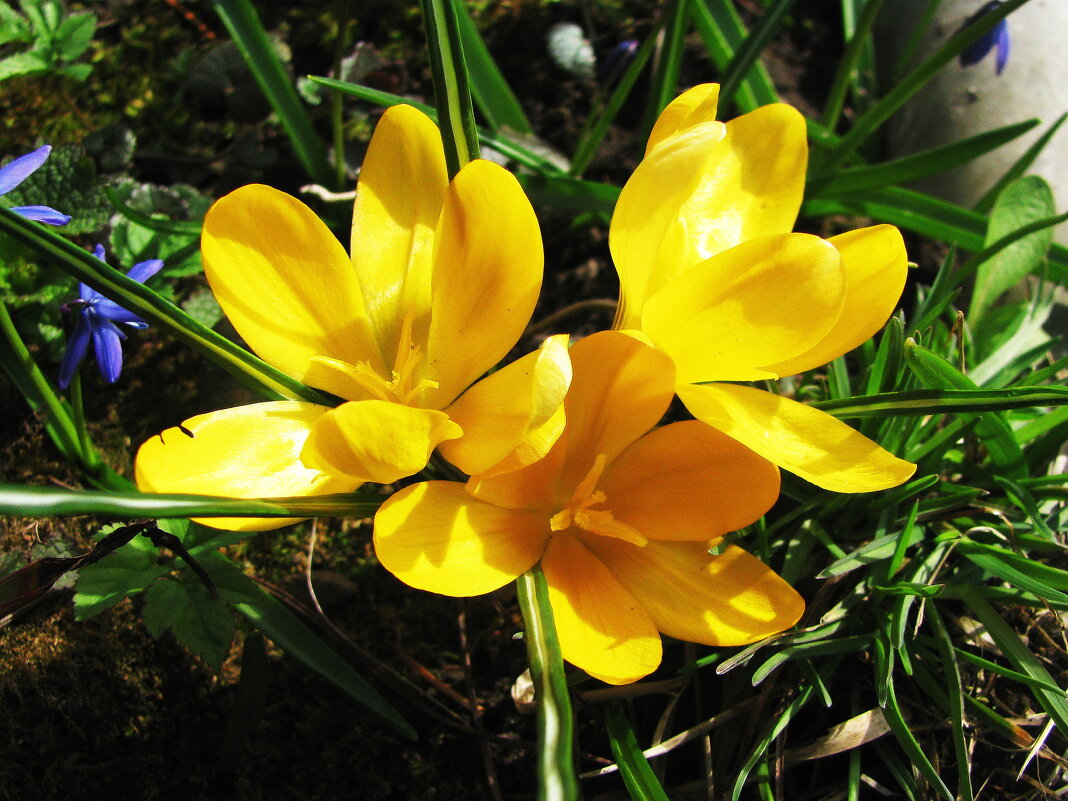 Солнечные крокусы - Людмила Смородинская