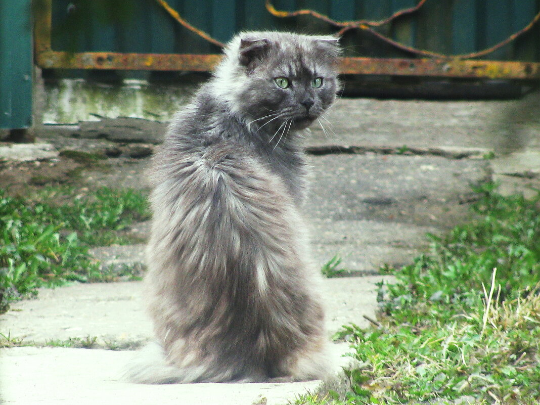 Лохматый котик - Людмила Смородинская