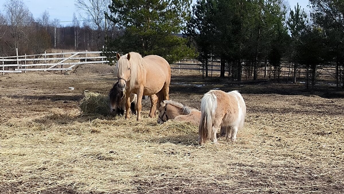 В Яви Нави. - Ольга 